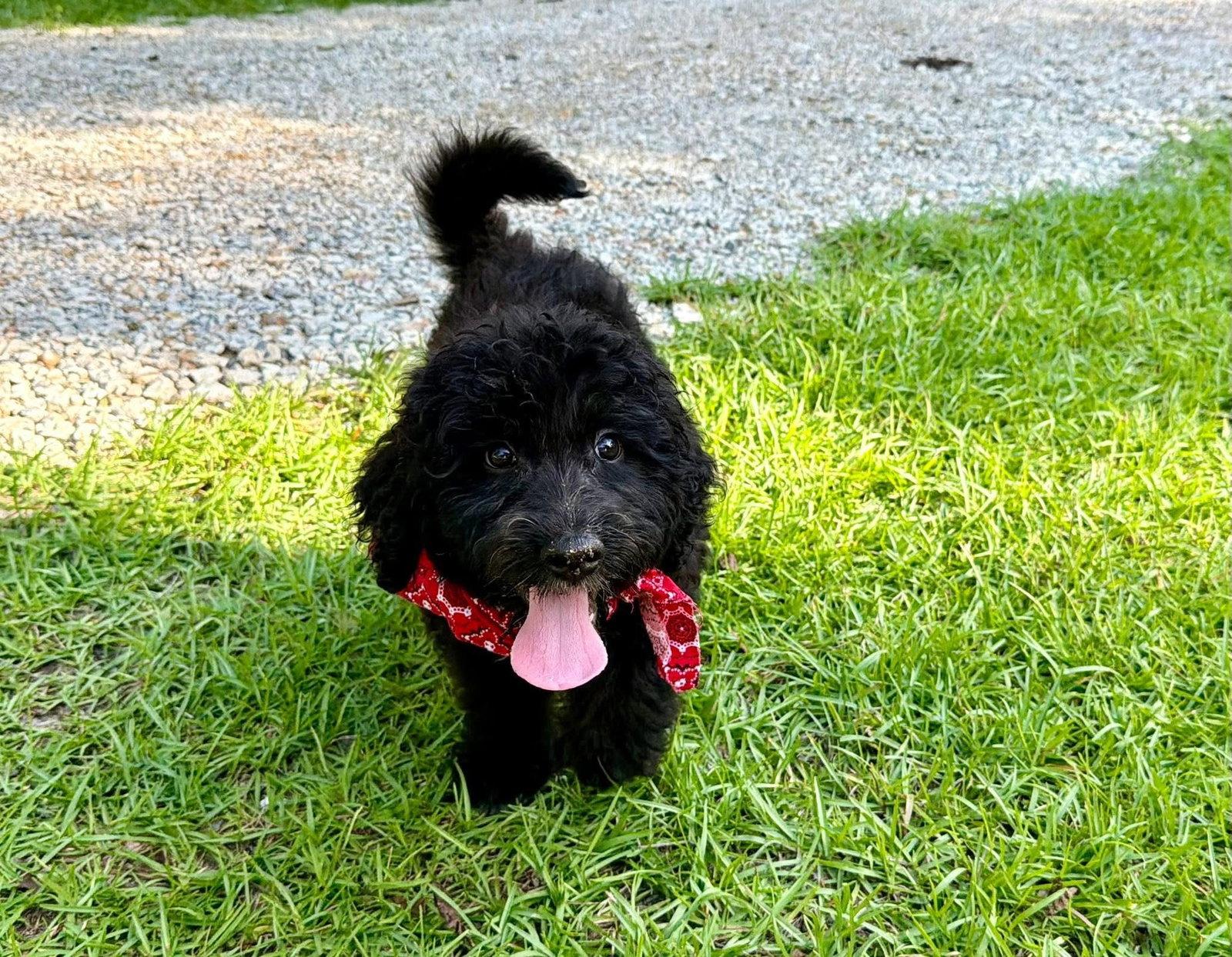Enlarge Felix, a Adopted mixed breed in Eastman, GA image 1/1