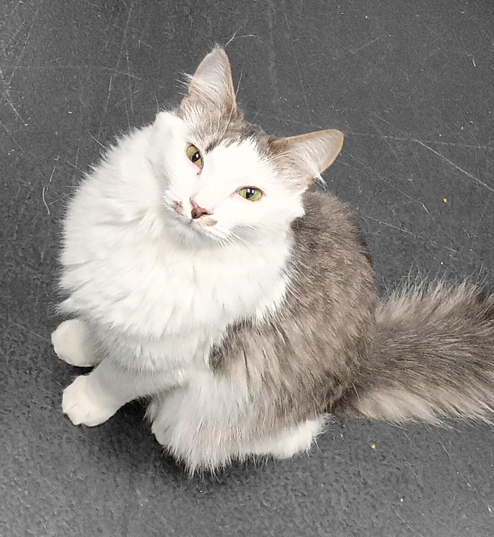 Captain Jack FCC#374, ADOPTABLE, Young Male Domestic Long Hair.