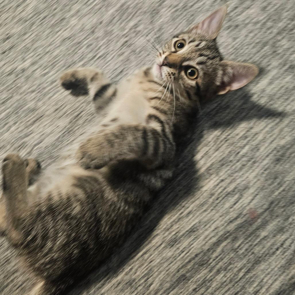 Gryffindor, Adoptable, Kitten Female Domestic Short Hair.
