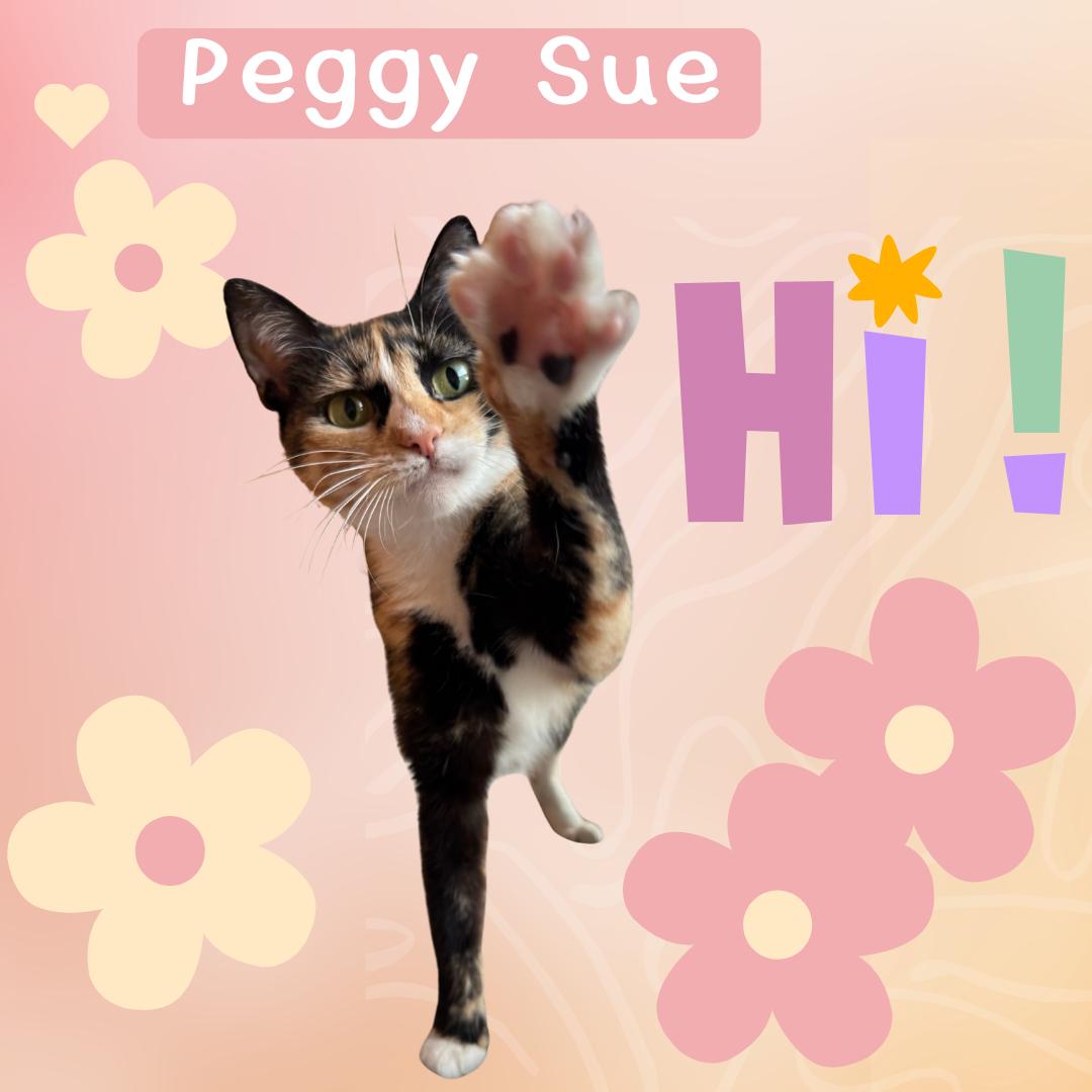 Peggy Sue