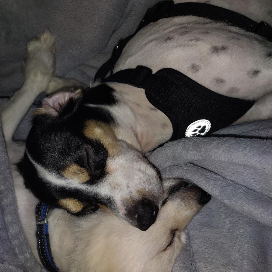 Enlarge Luke, a ADOPTABLE Rat Terrier in atlanta, GA image 2/4