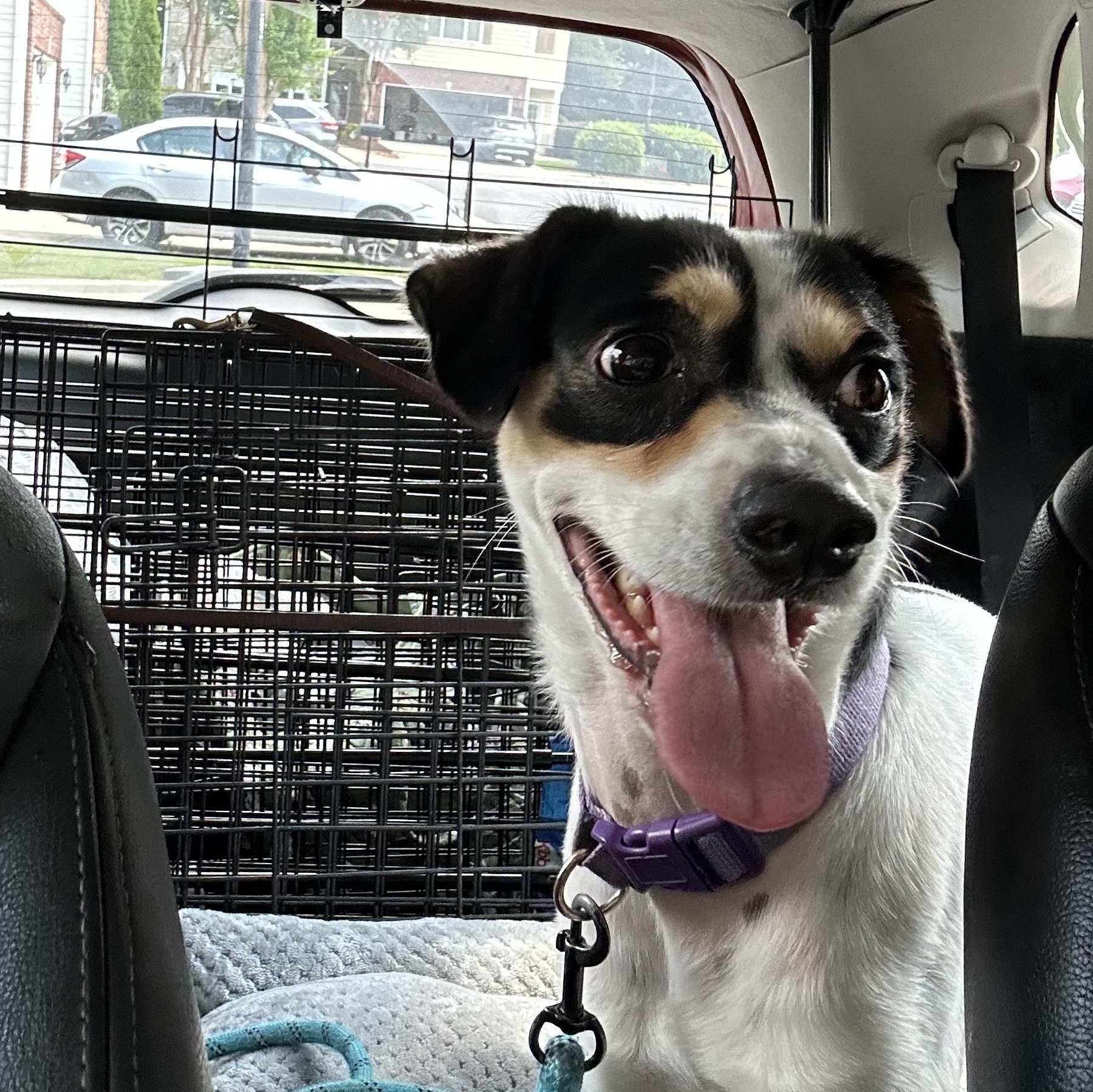Luke, ADOPTABLE, Young Male Rat Terrier.