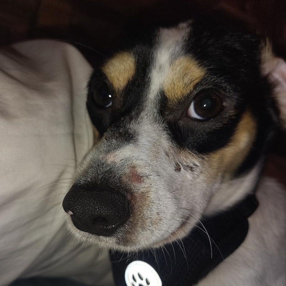 Enlarge Luke, a ADOPTABLE Rat Terrier in atlanta, GA image 4/4