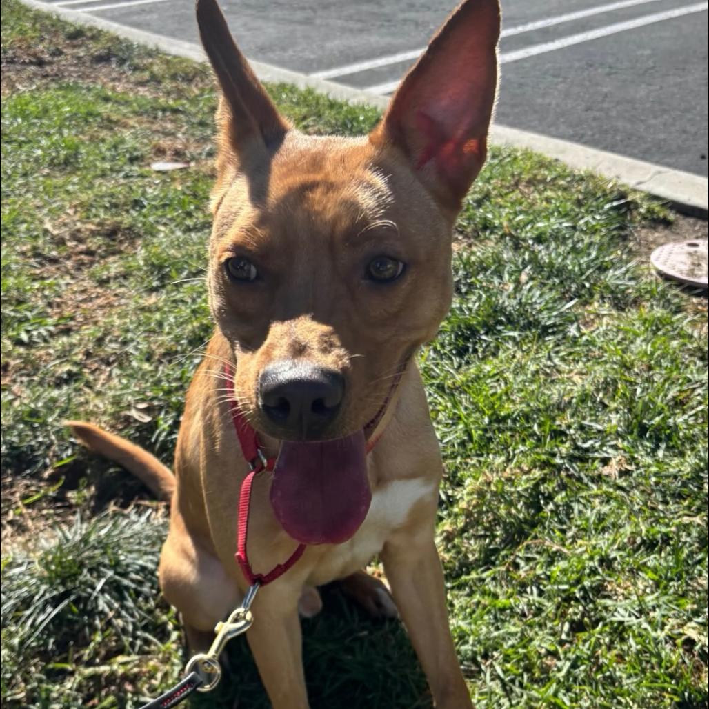 Enlarge Linus, a Adoptable mixed breed in Rancho Santa Margarita, CA image 1/1