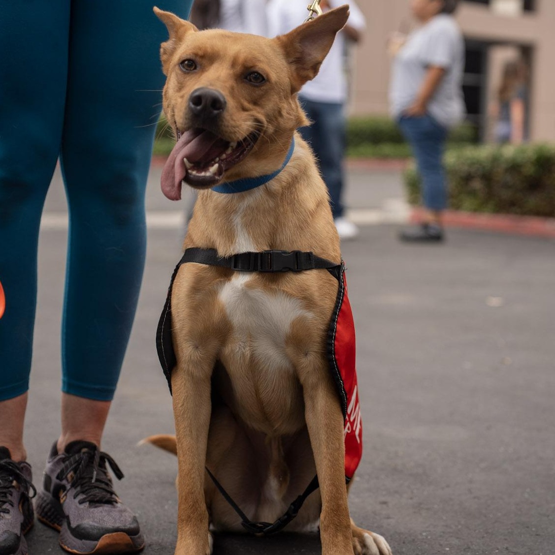 Enlarge Linus, a Adoptable mixed breed in Rancho Santa Margarita, CA image 1/6
