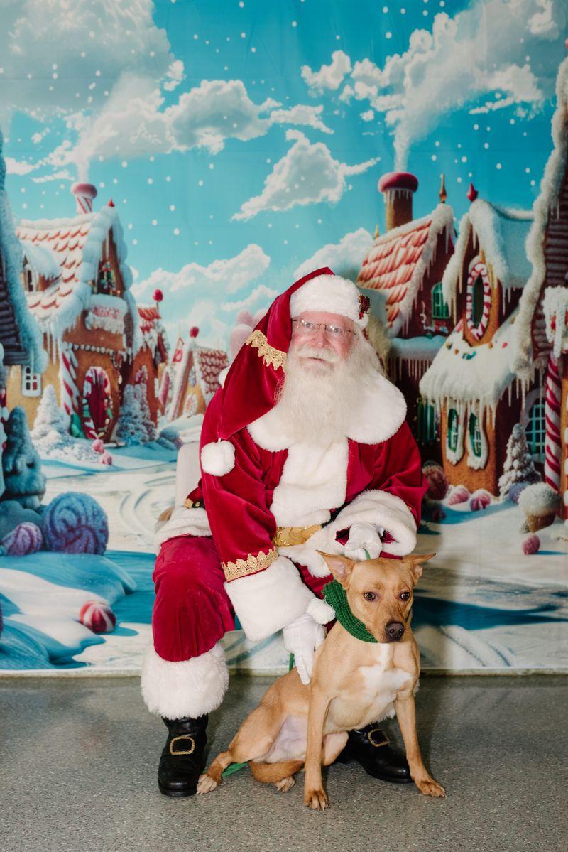 Enlarge Linus, a Adoptable mixed breed in Rancho Santa Margarita, CA image 3/5