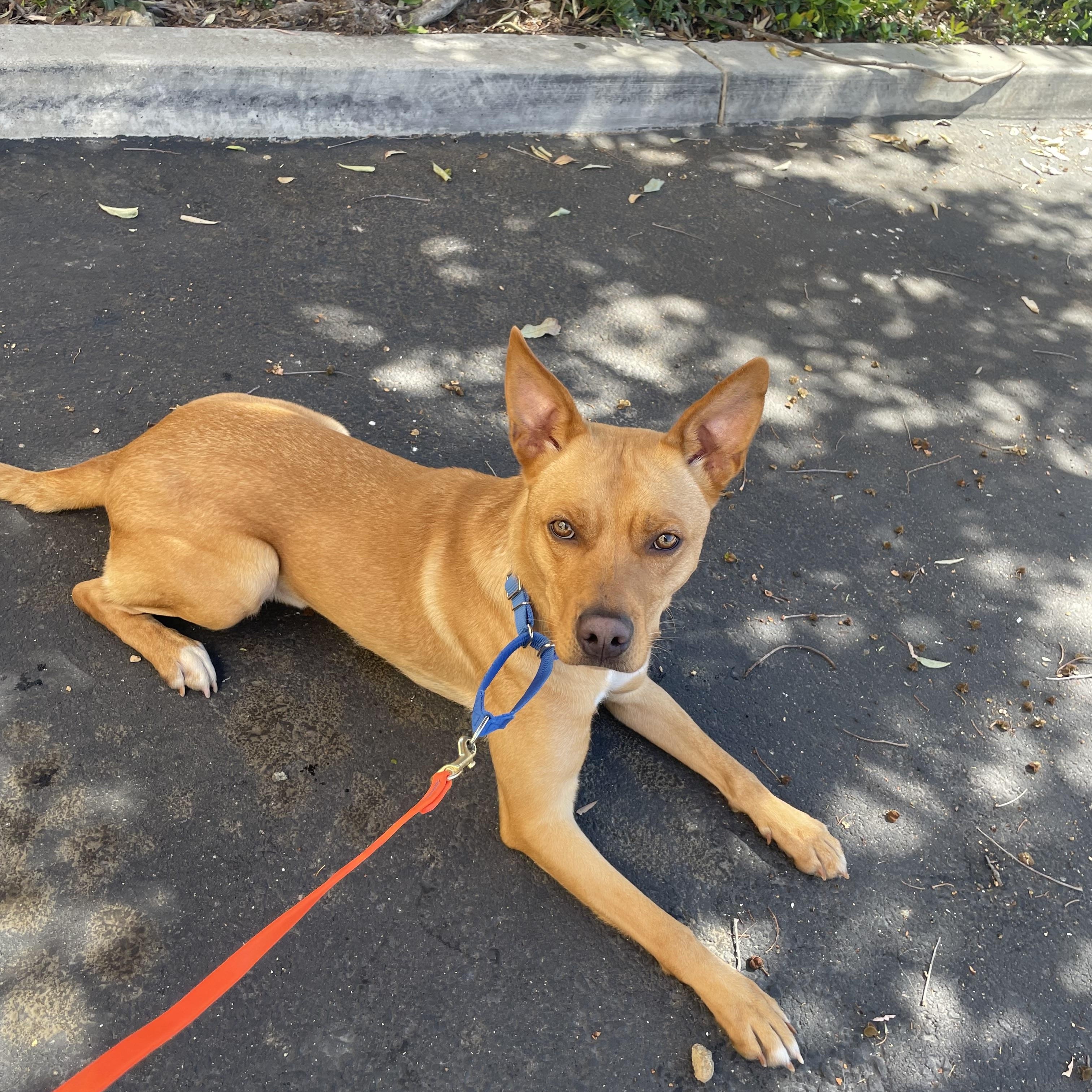 Enlarge Linus, a Adoptable mixed breed in Rancho Santa Margarita, CA image 4/5