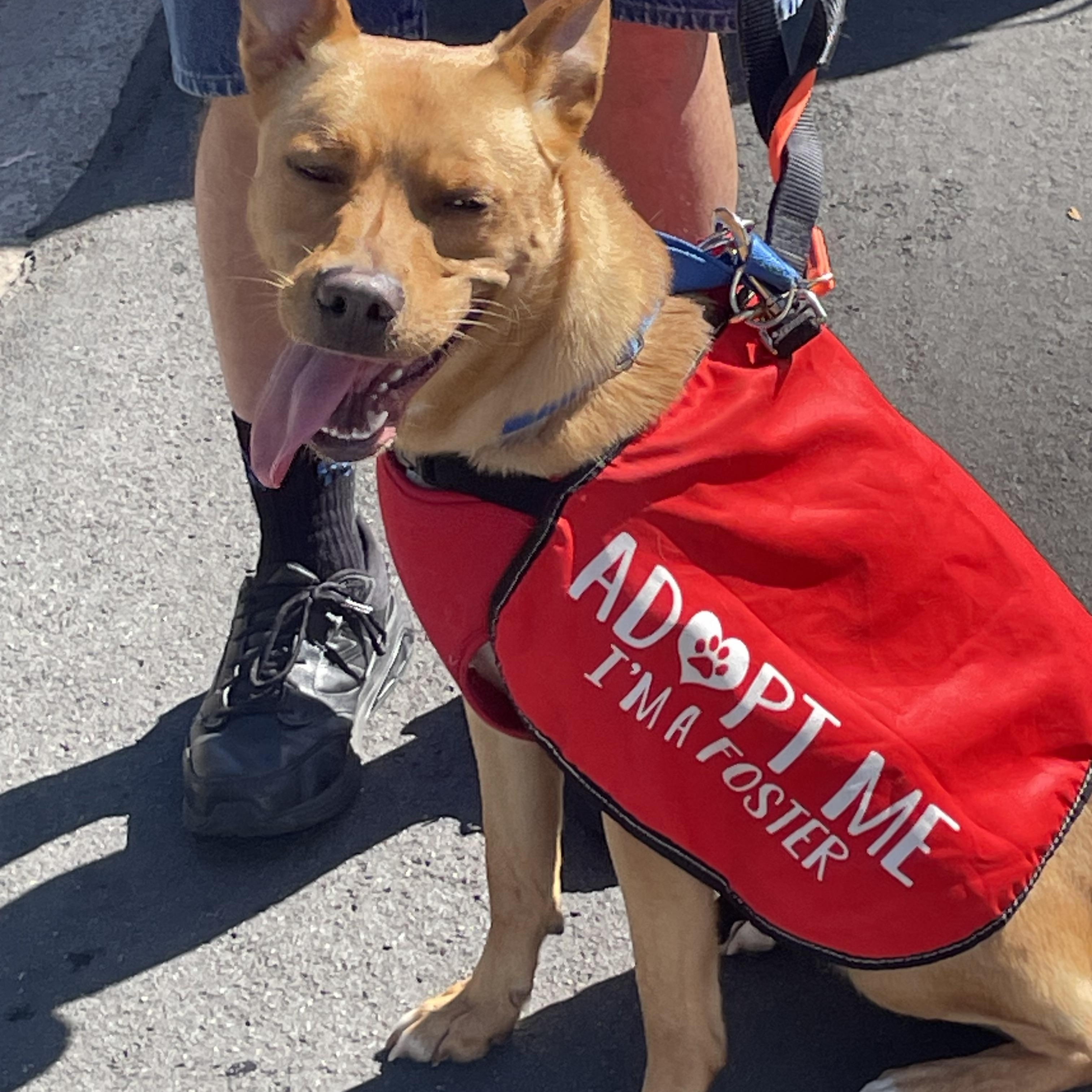 Enlarge Linus, a Adoptable mixed breed in Rancho Santa Margarita, CA image 1/5