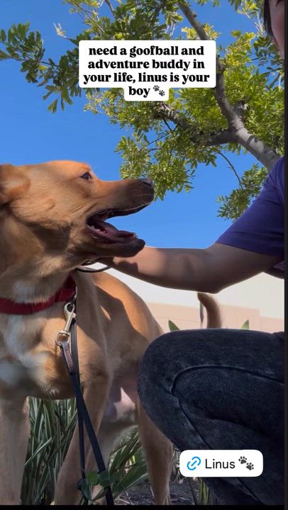 Enlarge Linus, a Adoptable mixed breed in Rancho Santa Margarita, CA video 5/5
