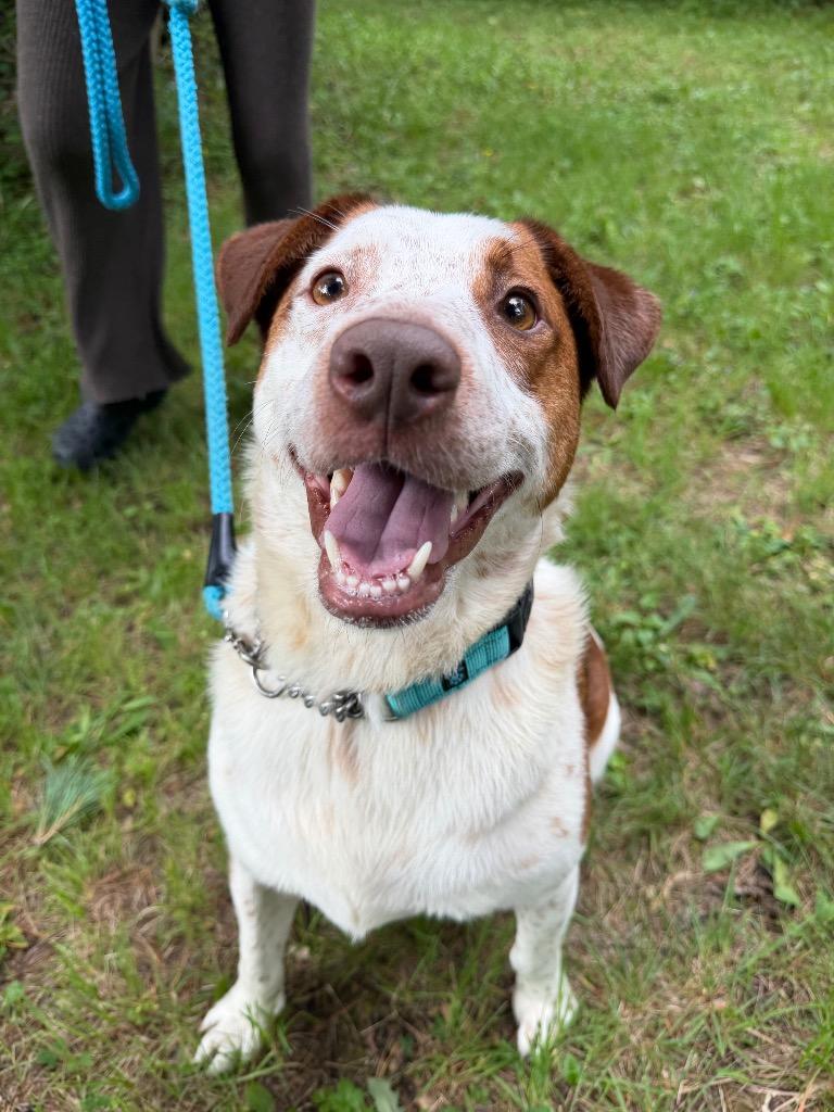 Lucas, Adoptable, Adult Male Cattle Dog & Mixed Breed.