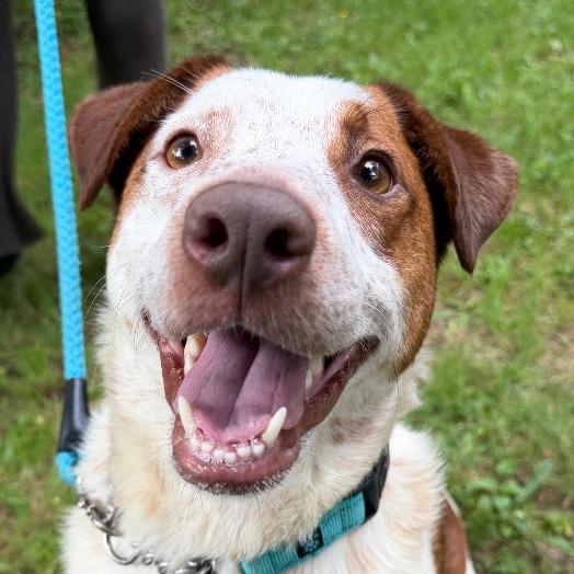 Enlarge Lucas, a Adoptable mixed breed in Olean, NY image 2/4