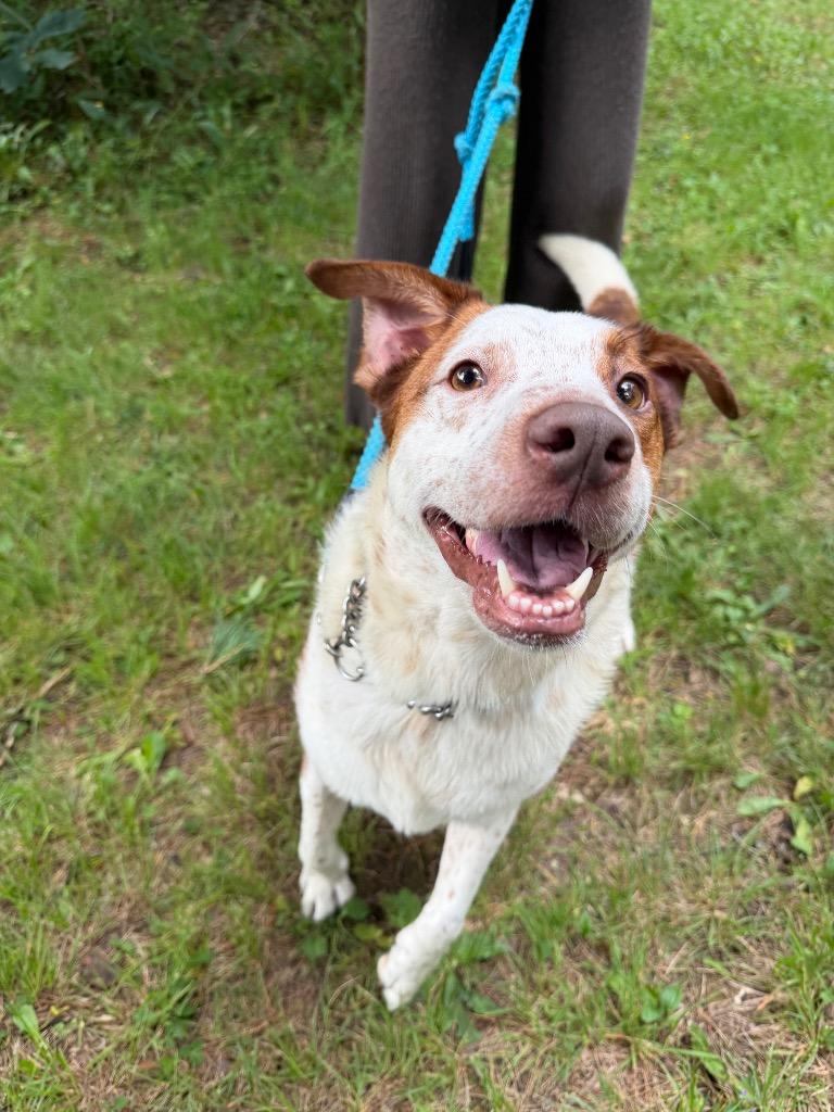 Enlarge Lucas, a Adoptable mixed breed in Olean, NY image 3/4