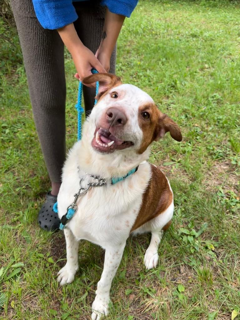 Enlarge Lucas, a Adoptable mixed breed in Olean, NY image 4/4