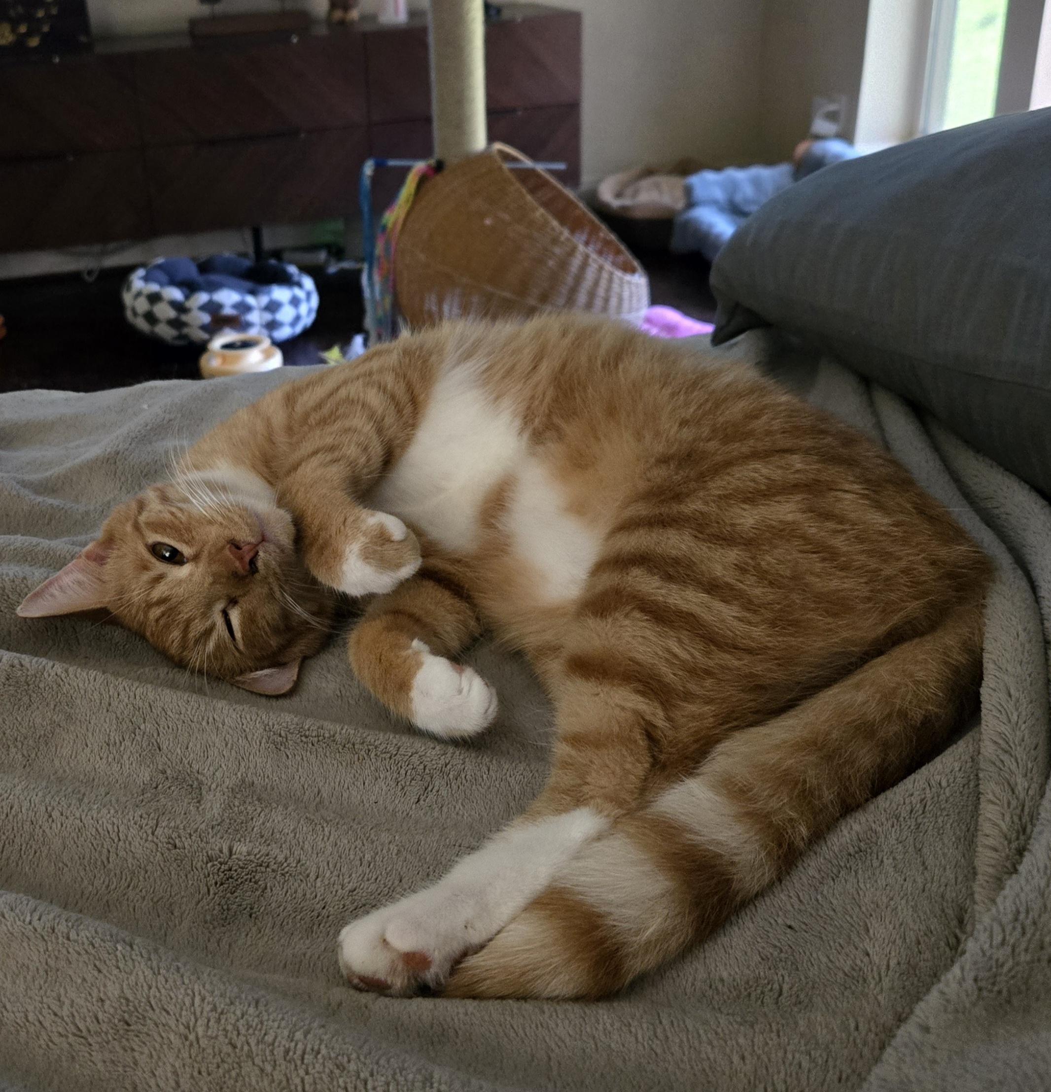 Enlarge Kintaro, an adopted Domestic Short Hair in Brattleboro, VT image 2/5