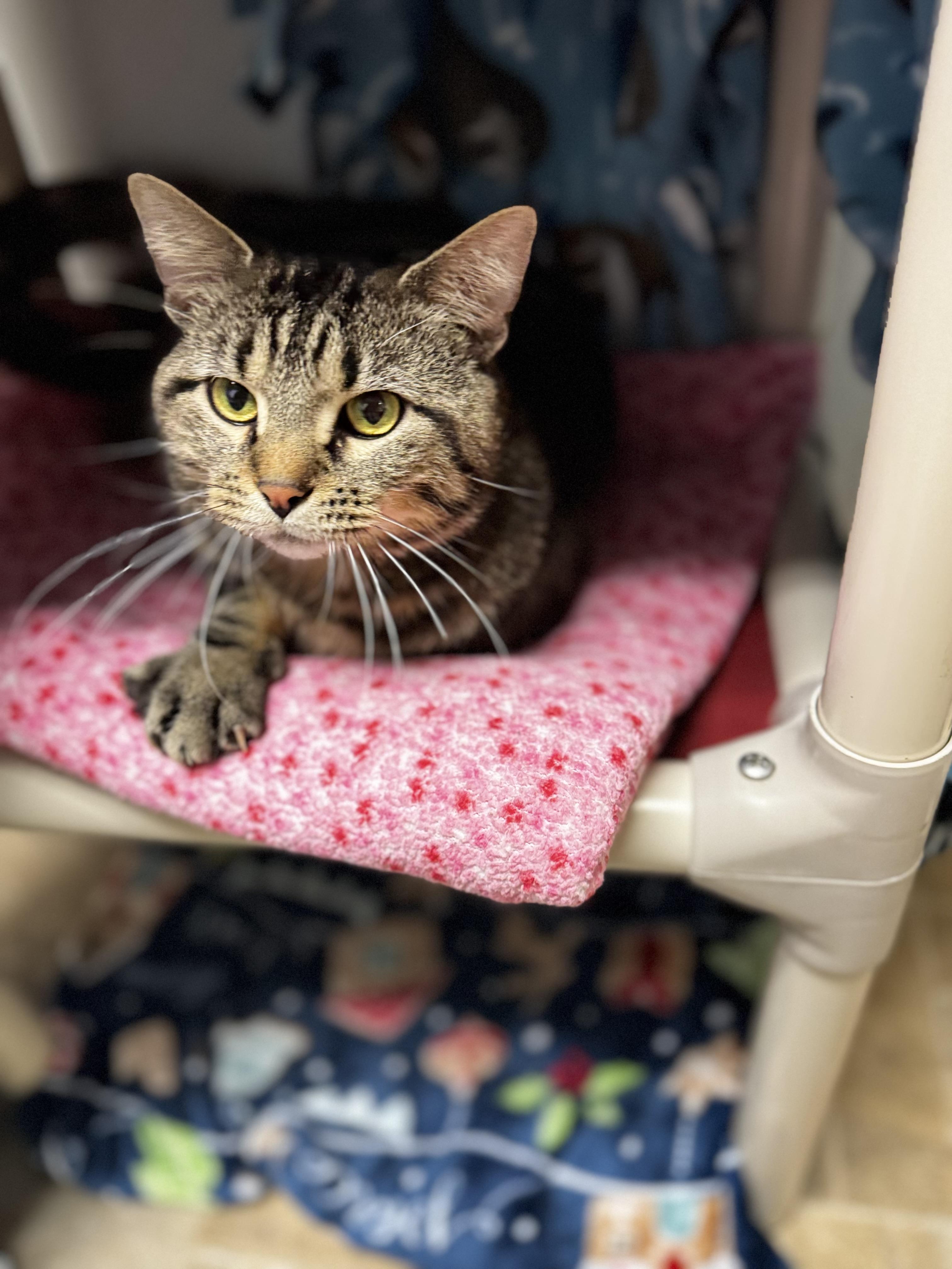 Enlarge Monte, a ADOPTABLE Domestic Short Hair in Dodgeville, WI image 1/4