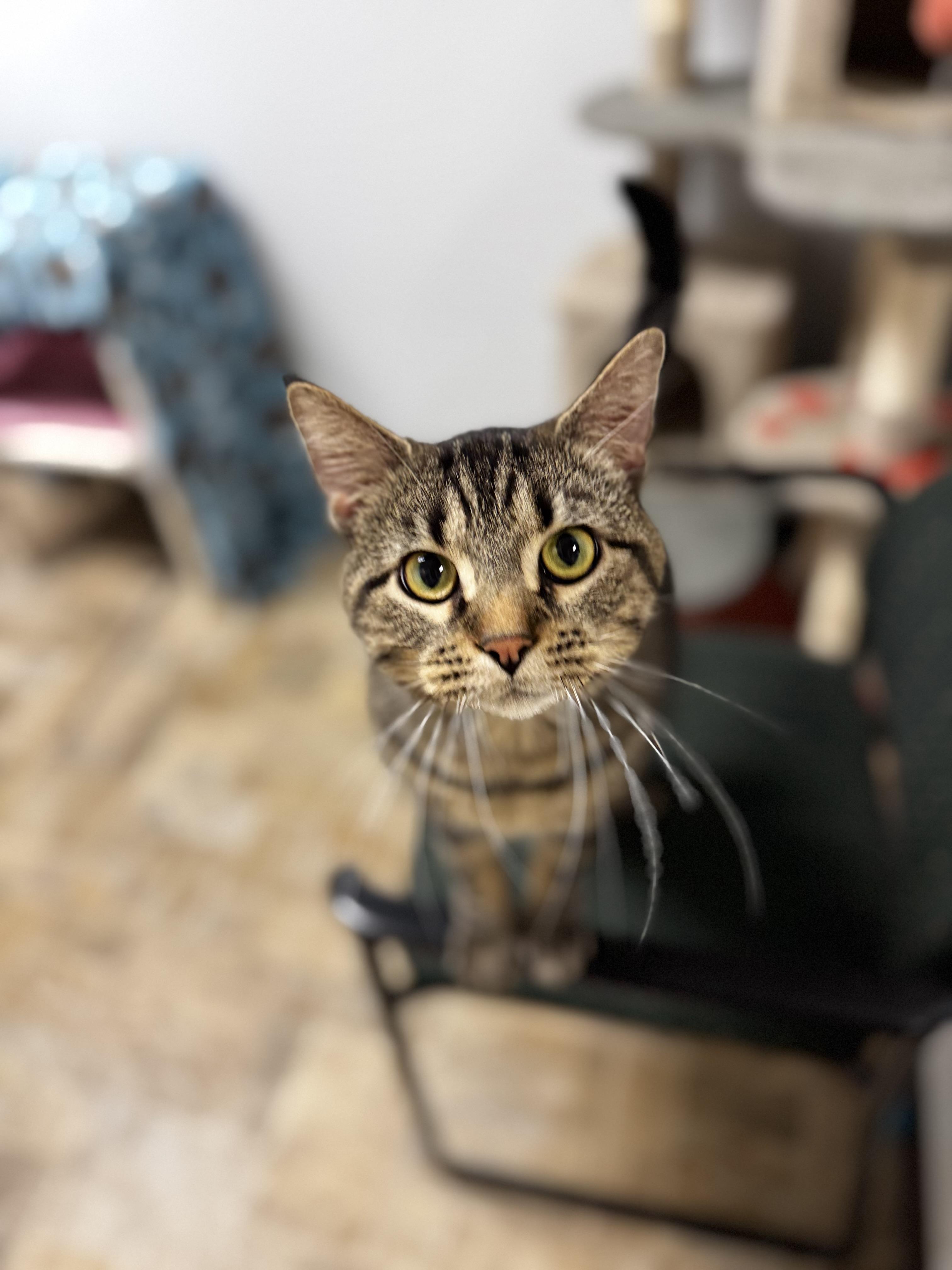 Monte, ADOPTABLE, Adult Male Domestic Short Hair.