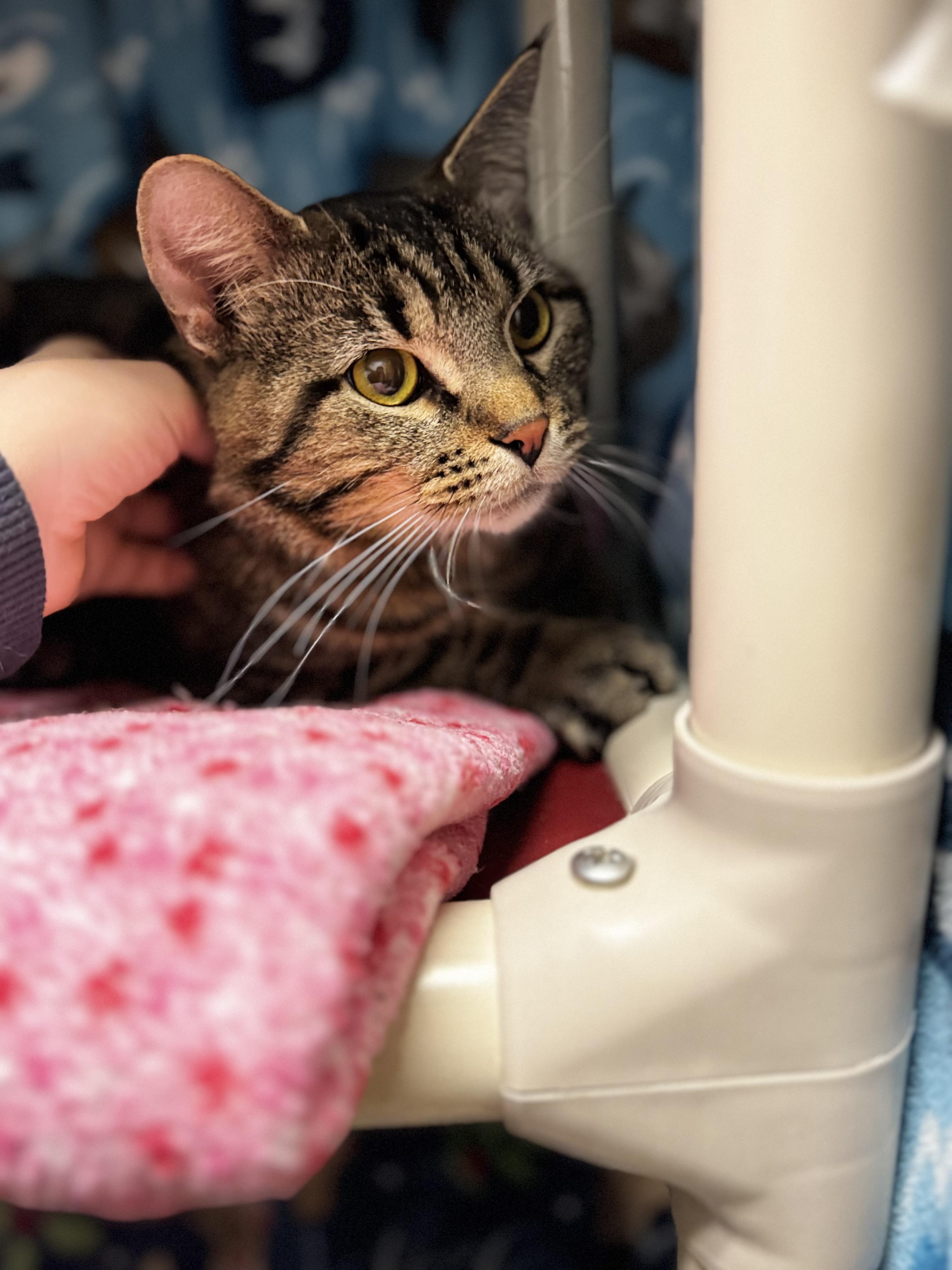 Enlarge Monte, a ADOPTABLE Domestic Short Hair in Dodgeville, WI image 2/4