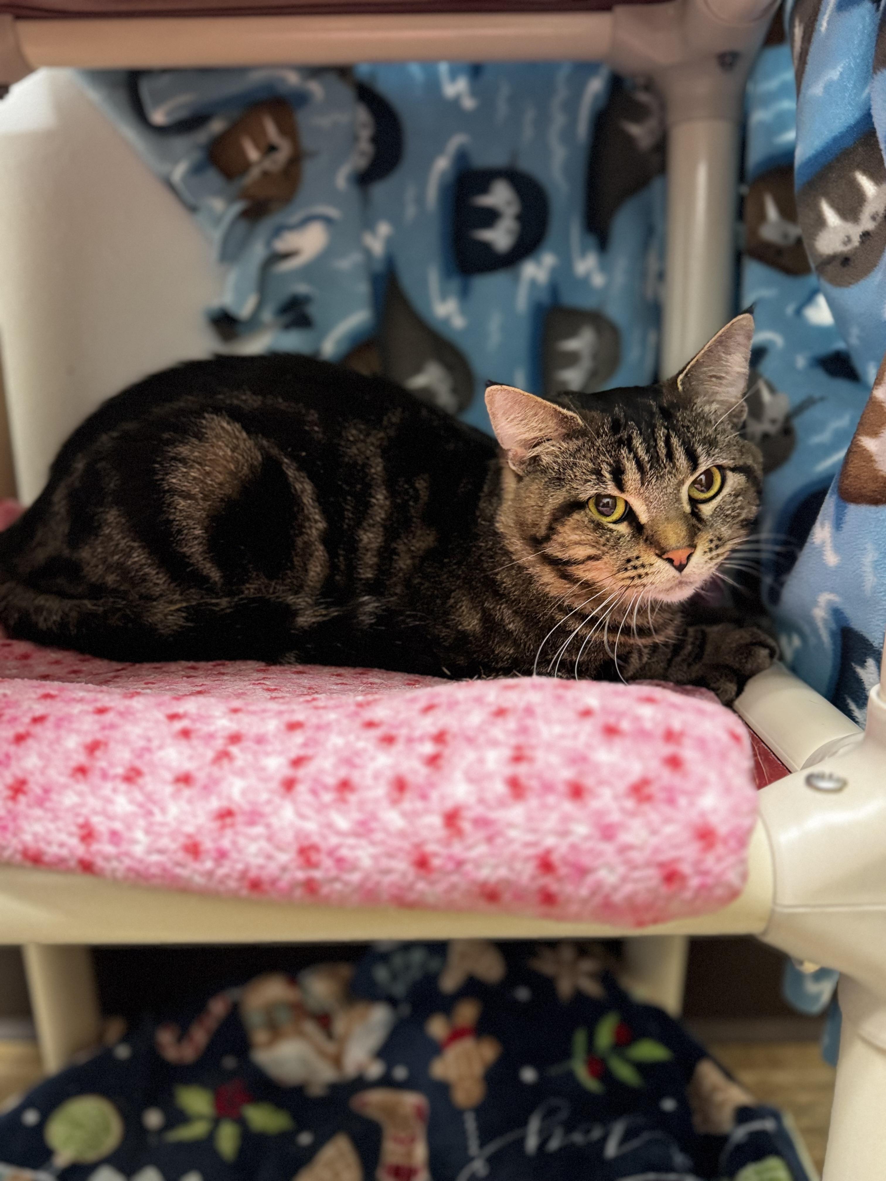 Enlarge Monte, a ADOPTABLE Domestic Short Hair in Dodgeville, WI image 3/4