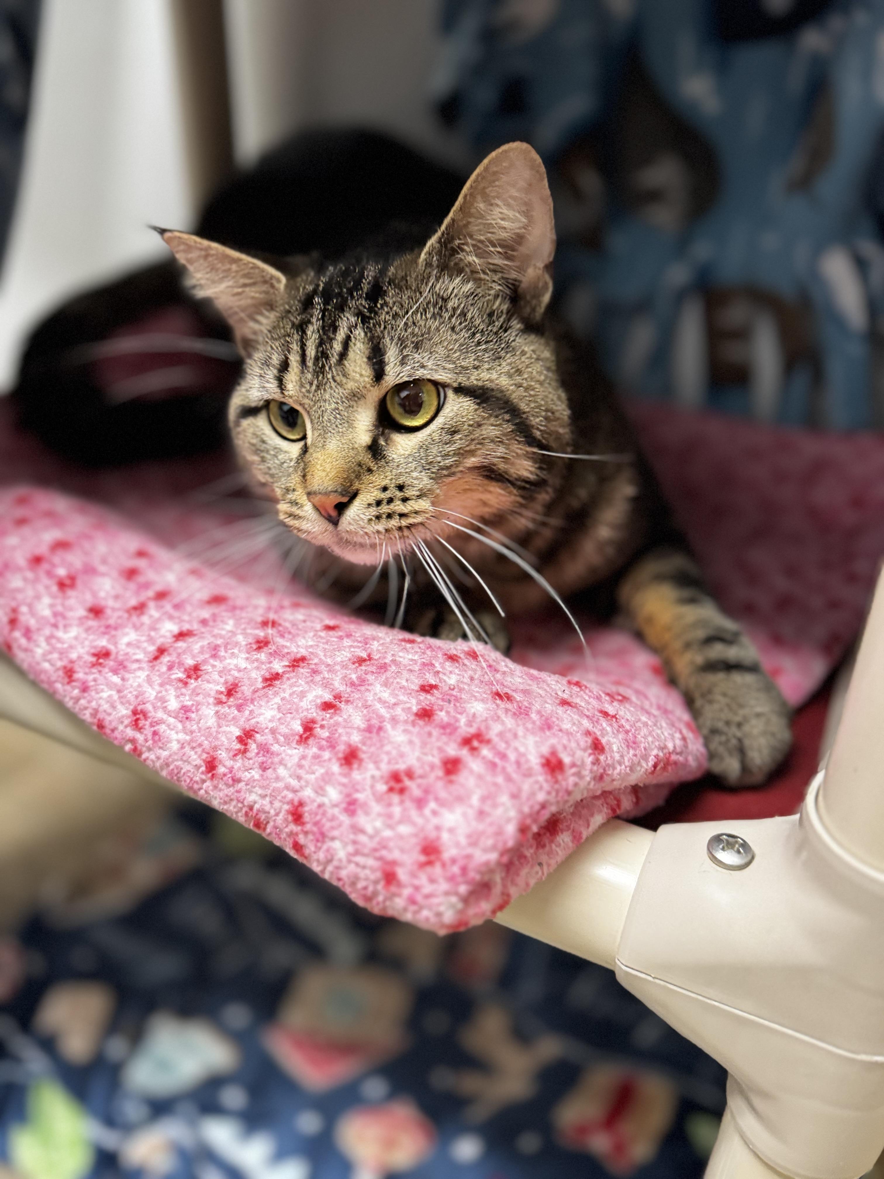 Enlarge Monte, a ADOPTABLE Domestic Short Hair in Dodgeville, WI image 4/4