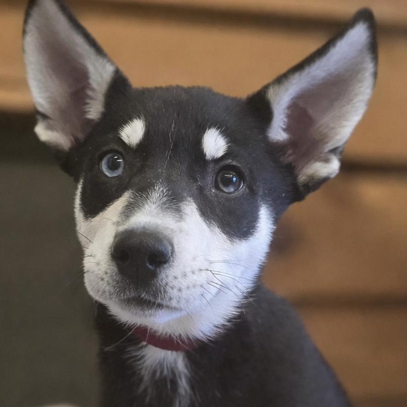 Celine, Adoptable, Puppy Female Husky.