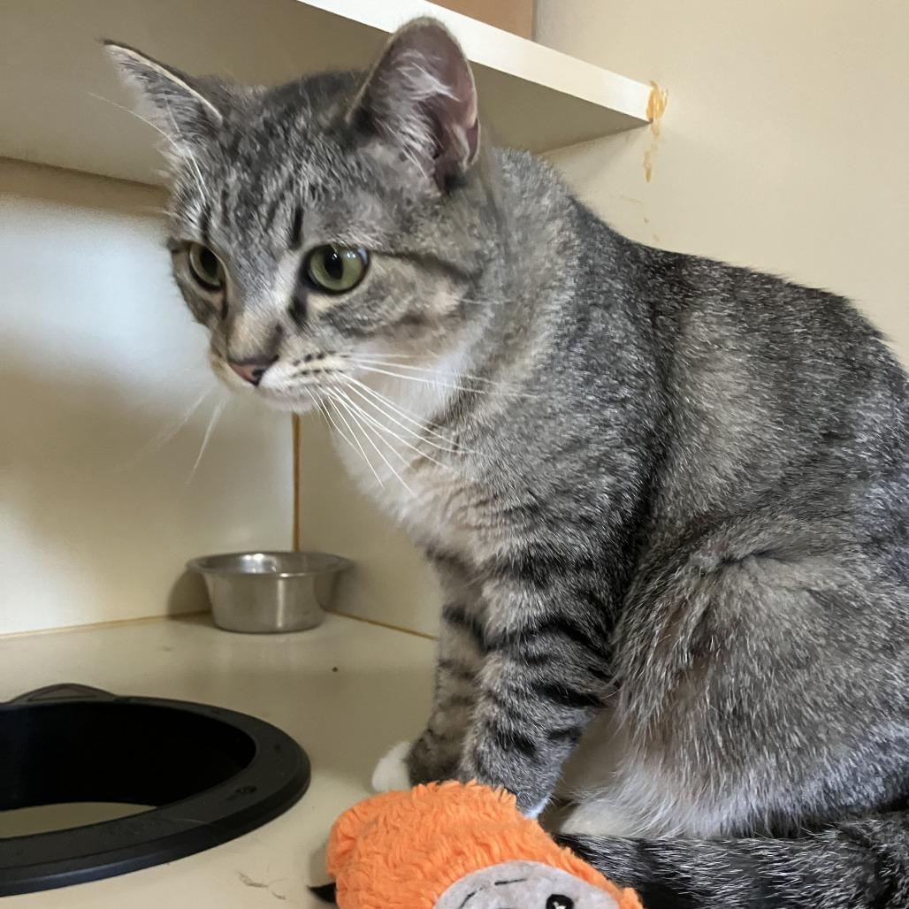 Elly, Adoptable, Young Female Domestic Short Hair.
