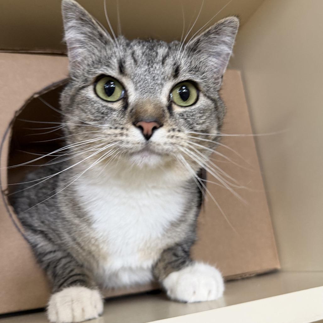Enlarge Elly, a Adoptable Domestic Short Hair in Idaho Falls, ID image 2/3