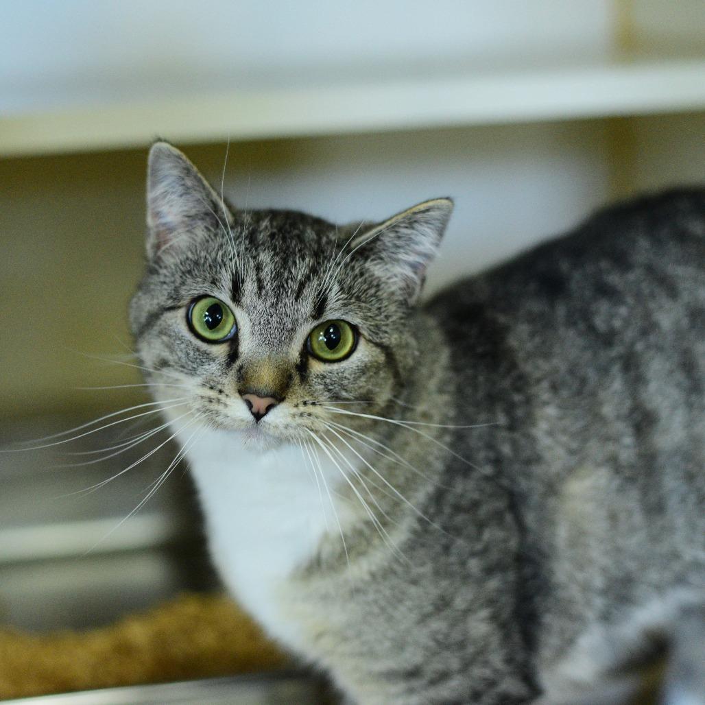Enlarge Elly, a Adoptable Domestic Short Hair in Idaho Falls, ID image 3/3