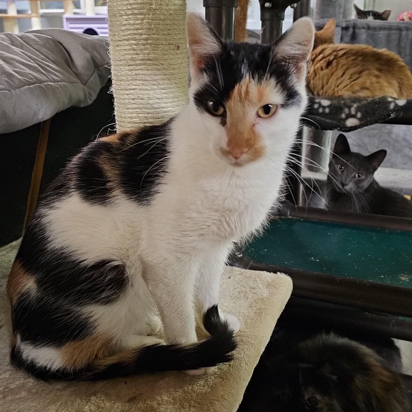 Nutmeg, a Adoptable Domestic Short Hair in Pardeeville, WI image 1/5