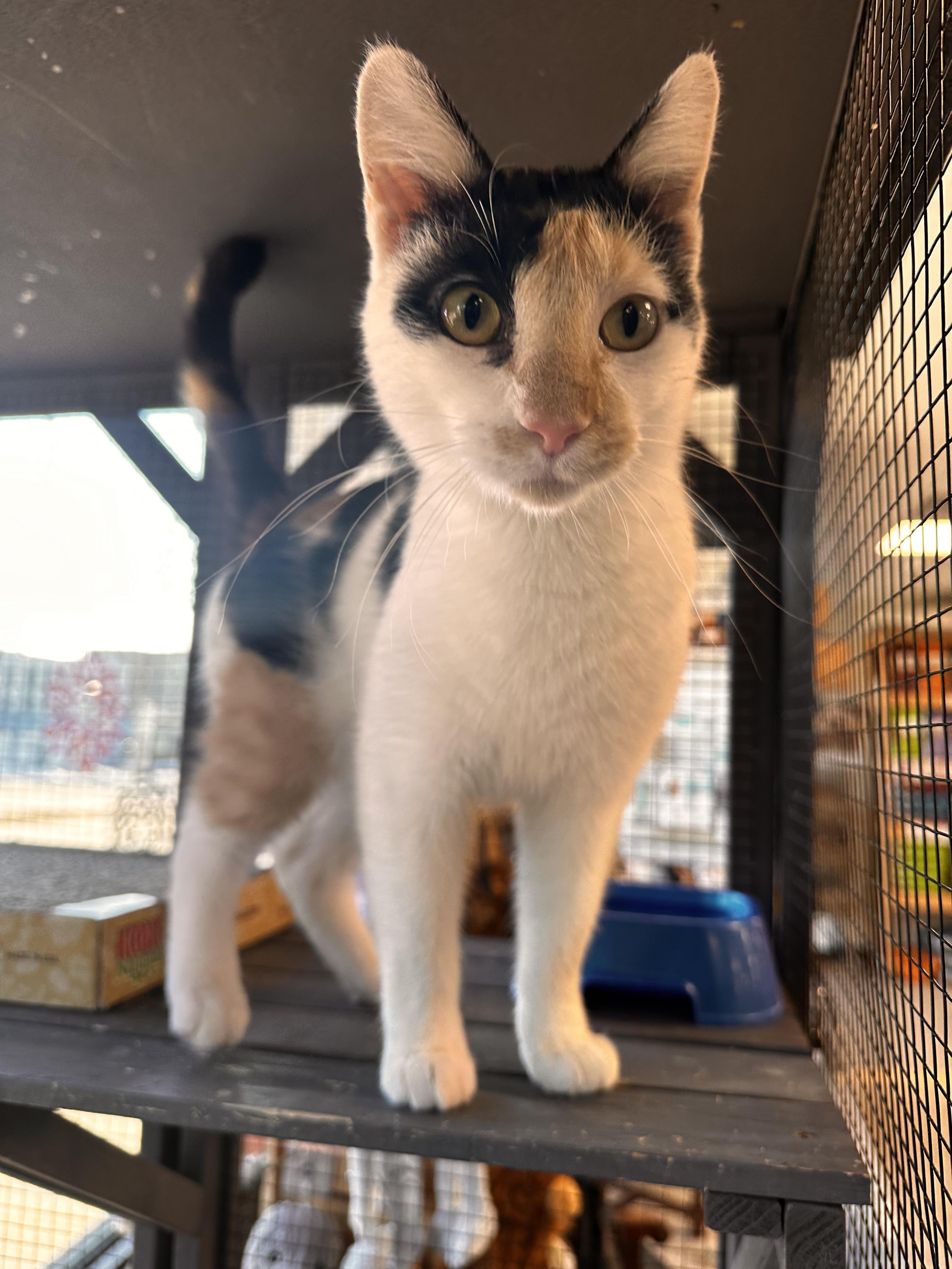 Nutmeg, Adoptable, Young Female Domestic Short Hair.