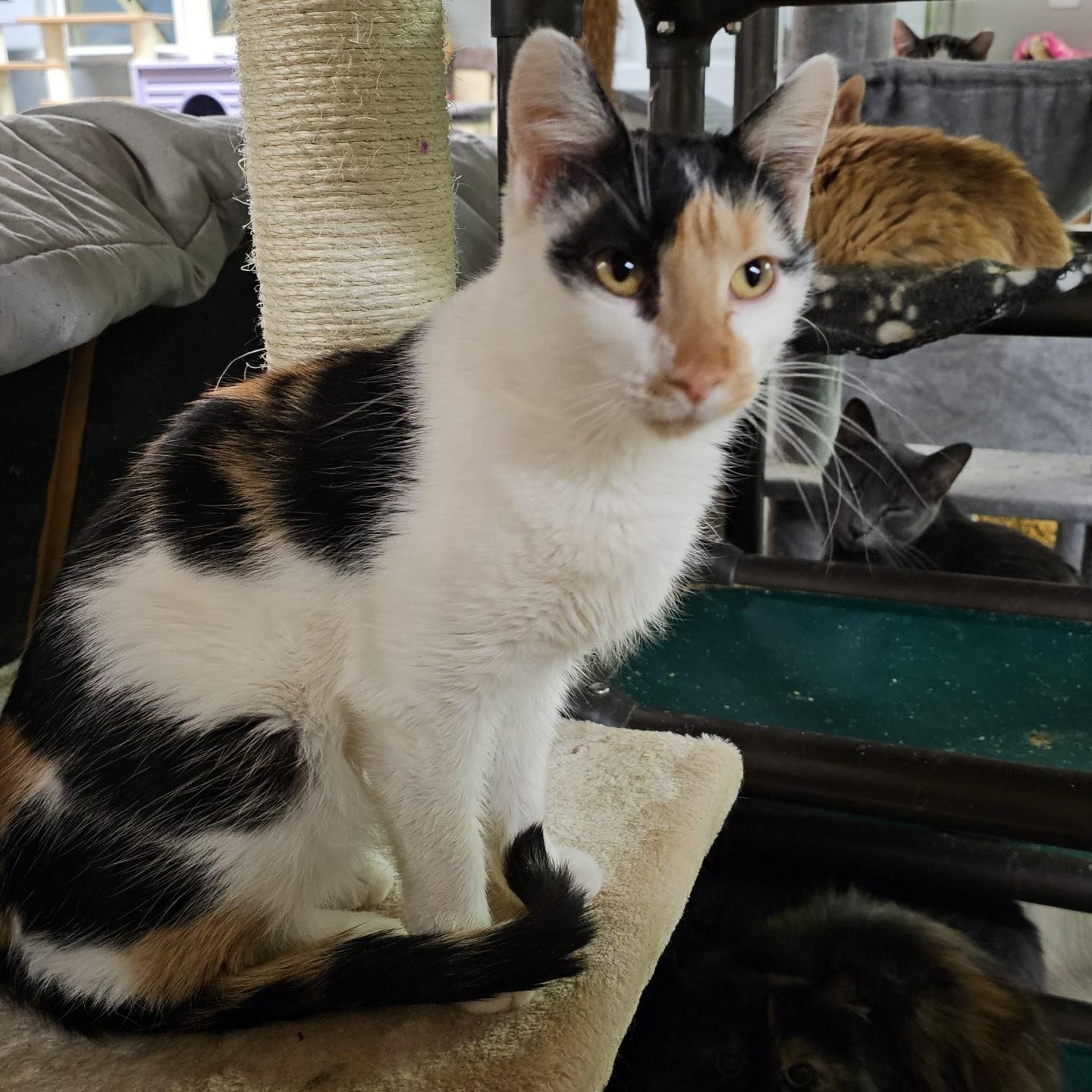 Nutmeg, a Adoptable Domestic Short Hair in Pardeeville, WI image 2/5