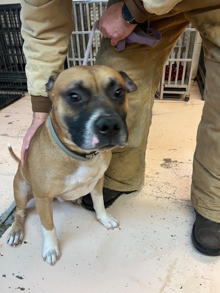 Enlarge Duke, a Adoptable mixed breed in Marion, OH image 1/1