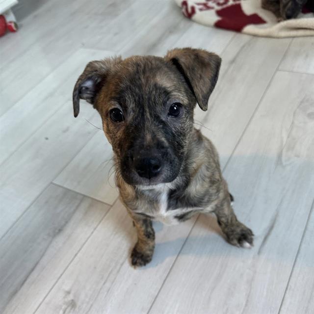 CHRISTINA WAGUILERA, Adoptable, Puppy Female Treeing Walker Coonhound & Mixed Breed.