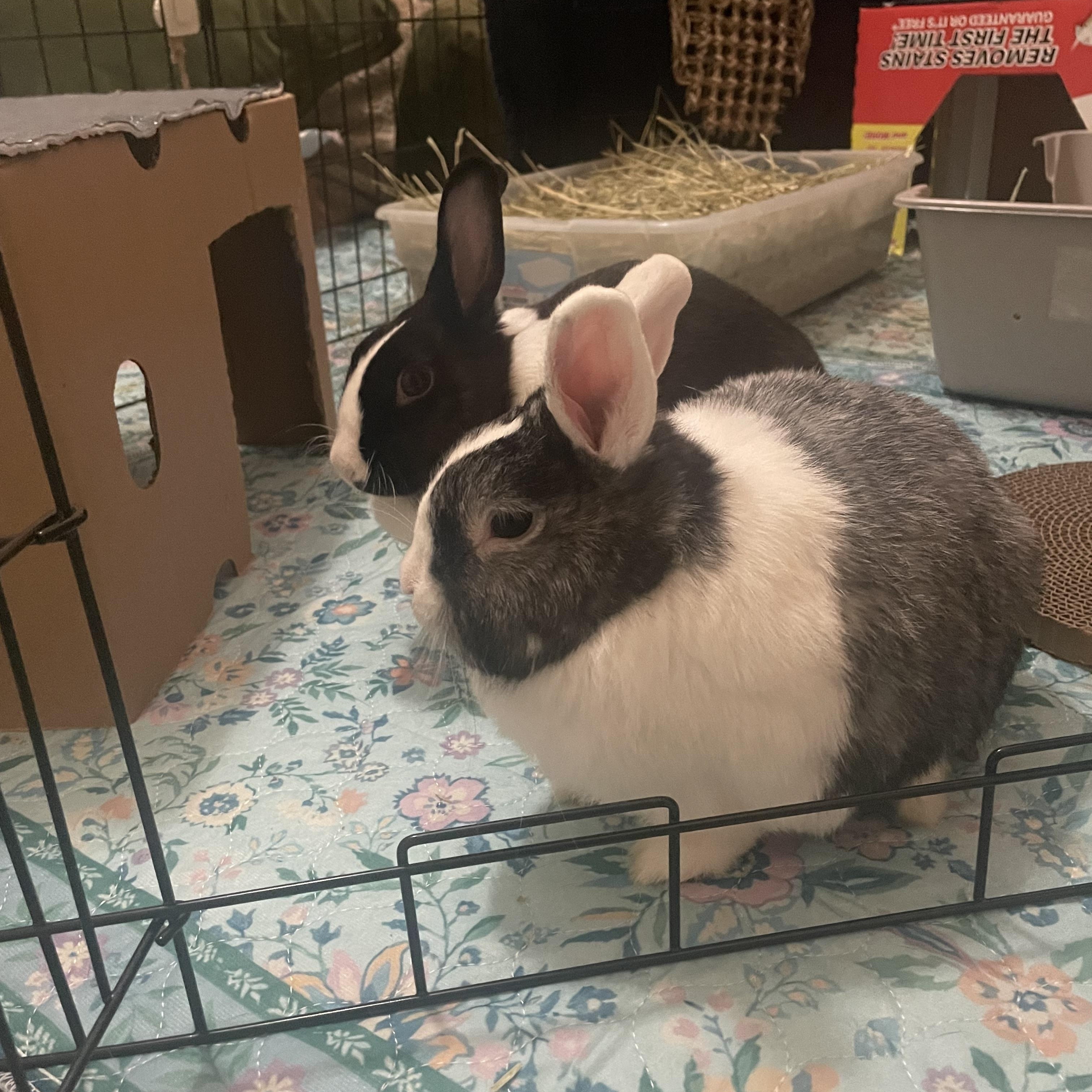 Enlarge Woozy and Rosie: Their Story, a Adoptable Dutch in Asheville, NC image 3/6