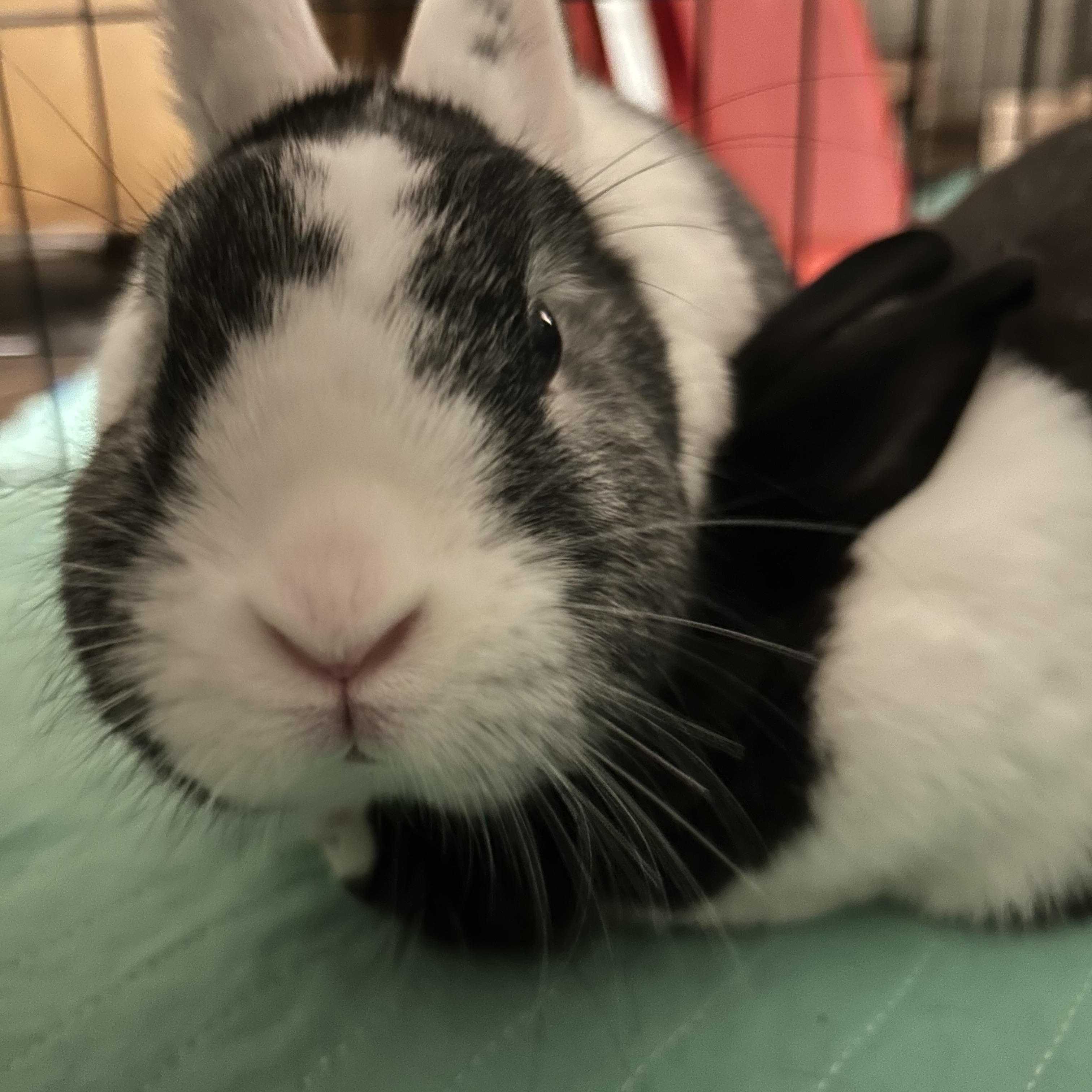 Rosie and Lily: Sweet Social Ladies, a Adoptable Dutch in Asheville, NC image 3/5