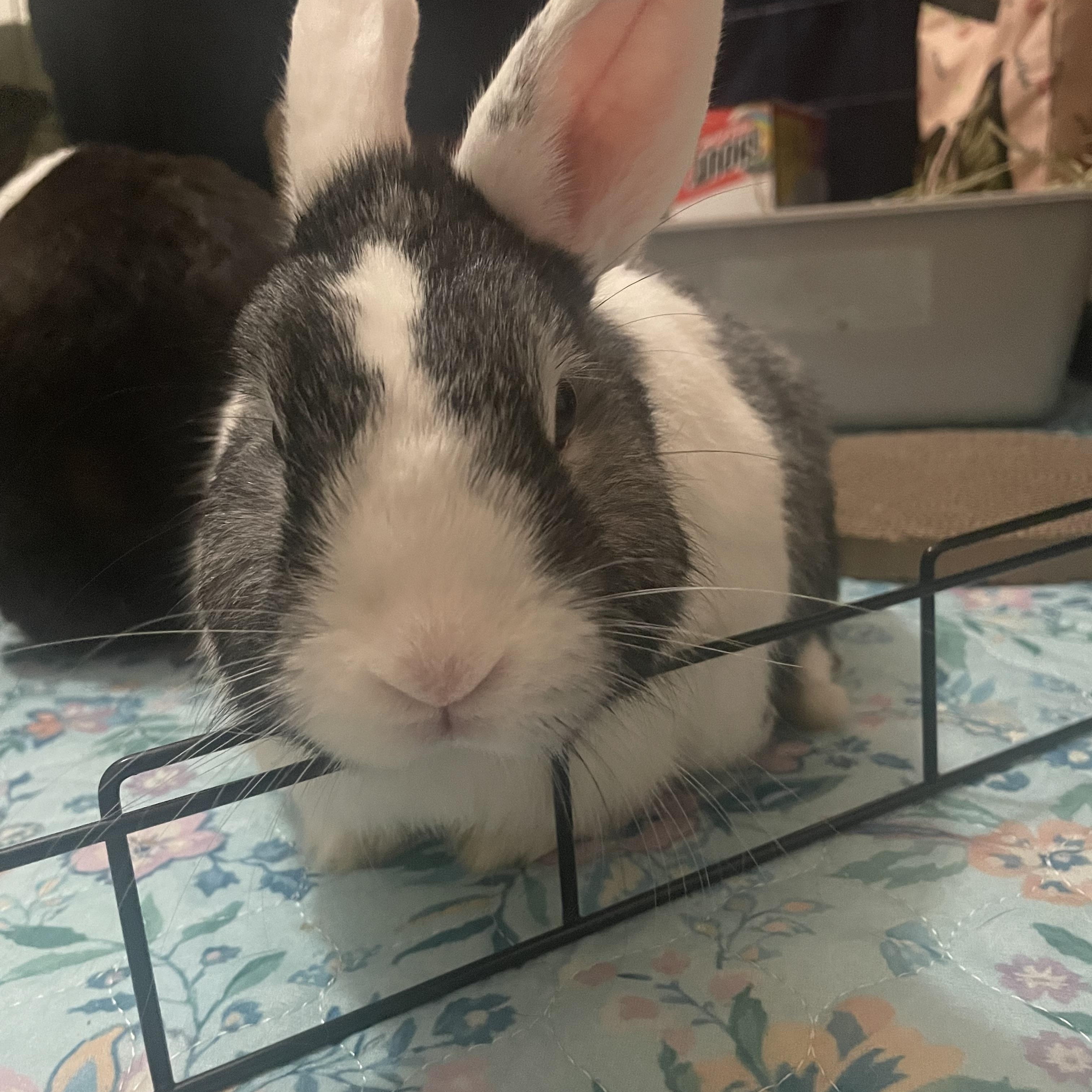 Enlarge Woozy and Rosie: Their Story, a Adoptable Dutch in Asheville, NC image 4/6