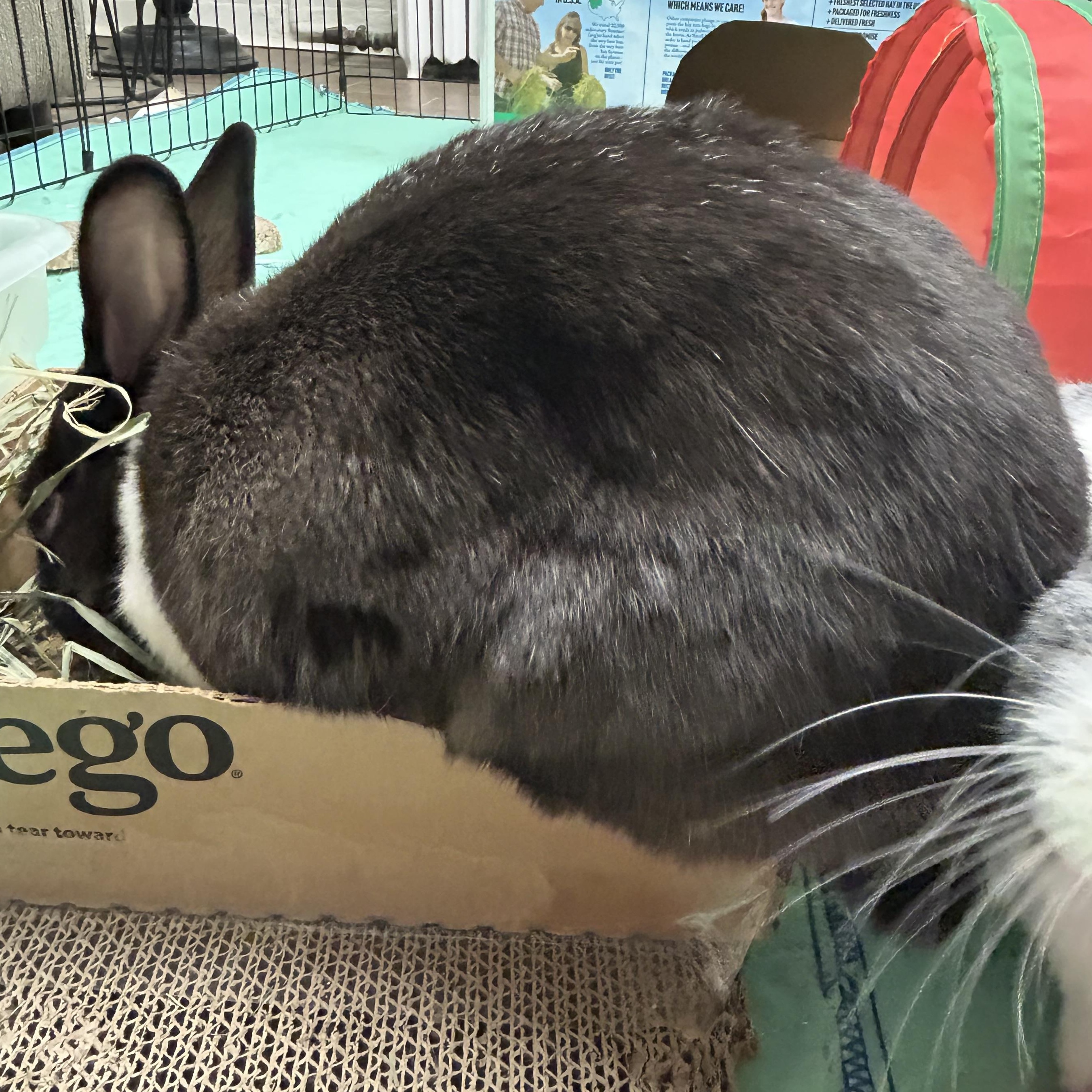 Rosie and Lily: Sweet Social Ladies, a Adoptable Dutch in Asheville, NC image 4/5