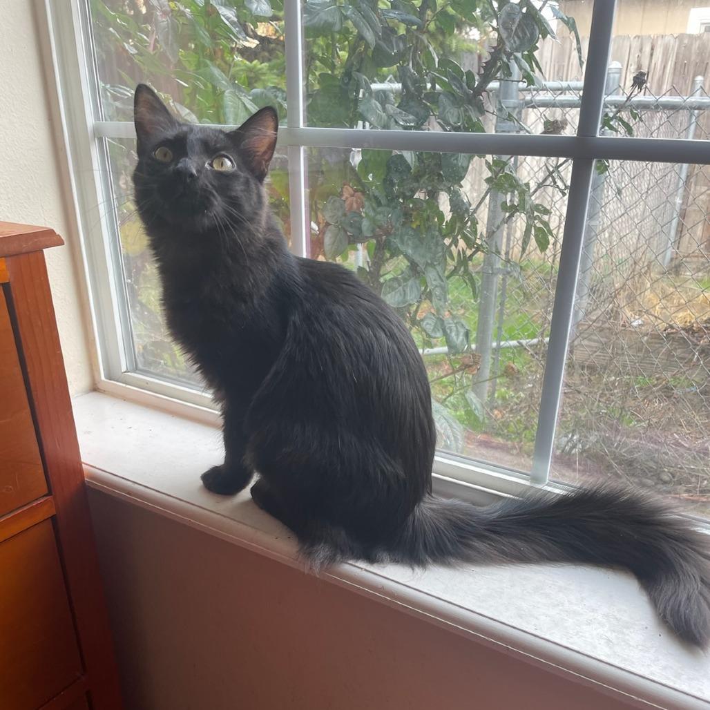 Enlarge Betty, a Adoptable Domestic Short Hair in Jacksonville, OR image 1/2