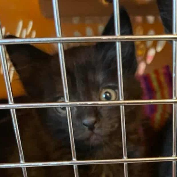 Enlarge Betty, a Adoptable Domestic Short Hair in Jacksonville, OR image 2/2