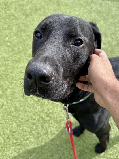 Squinch, Adoptable, Adult Male Mixed Breed & Mixed Breed.