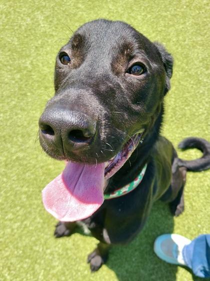 Squinch, a Adoptable mixed breed in Wichita, KS image 2/3