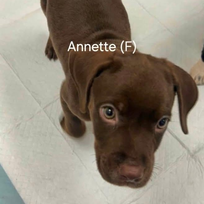Enlarge Annette, a Adopted Mixed Breed in Yaphank, NY image 2/3