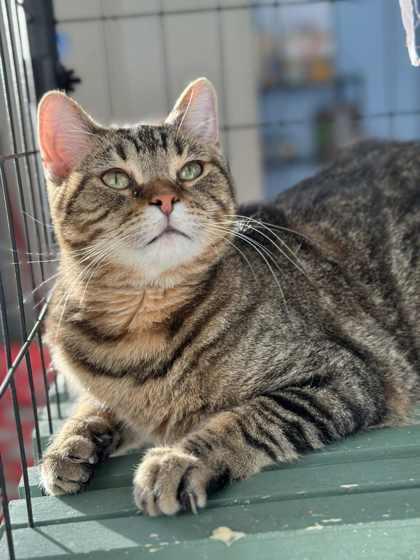 Enlarge Chip *Adoption Sponsored*, a Adoptable Domestic Short Hair in Columbia City, IN image 3/6
