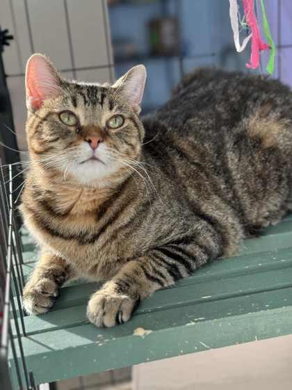 Enlarge Chip *Adoption Sponsored*, a Adoptable Domestic Short Hair in Columbia City, IN image 5/6