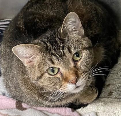 Chip, Adoptable, Adult Male Domestic Short Hair & Domestic Short Hair.