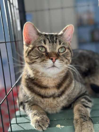 Enlarge Chip *Adoption Sponsored*, a Adoptable Domestic Short Hair in Columbia City, IN image 6/6