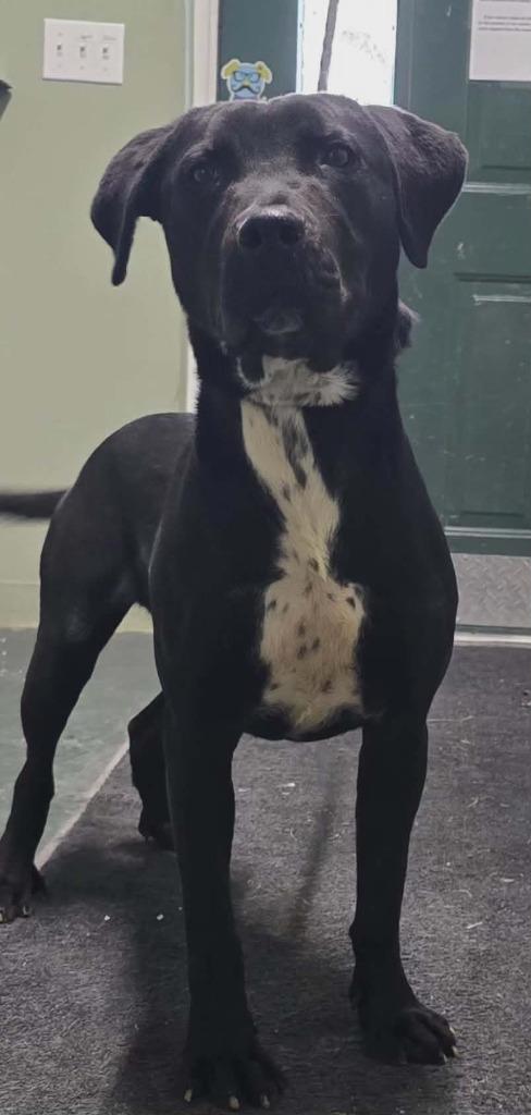 Milo, Adoptable, Young Male Black Labrador Retriever & Mixed Breed.