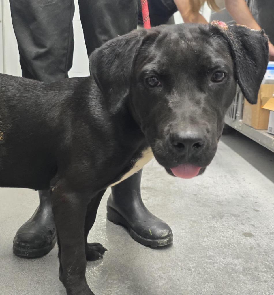 Milo, Adoptable, Young Male Black Labrador Retriever & Mixed Breed.