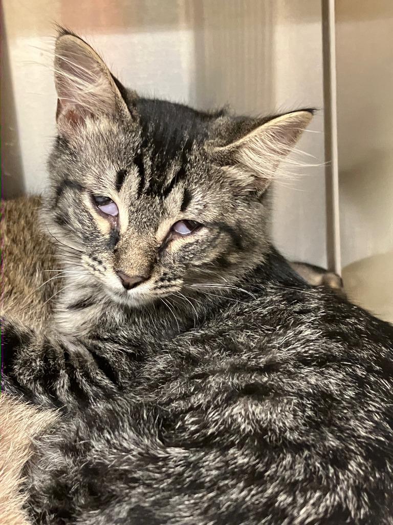 Susie, Adoptable, Kitten Female Domestic Medium Hair.