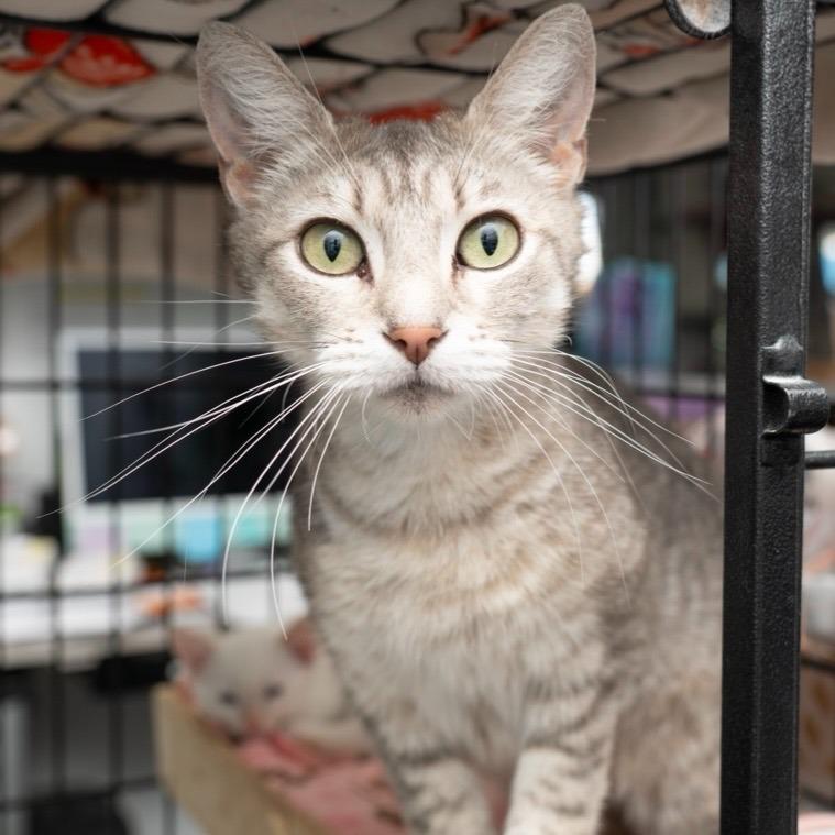 Fantine, Adoptable, Adult Female Extra-Toes Cat / Hemingway Polydactyl.