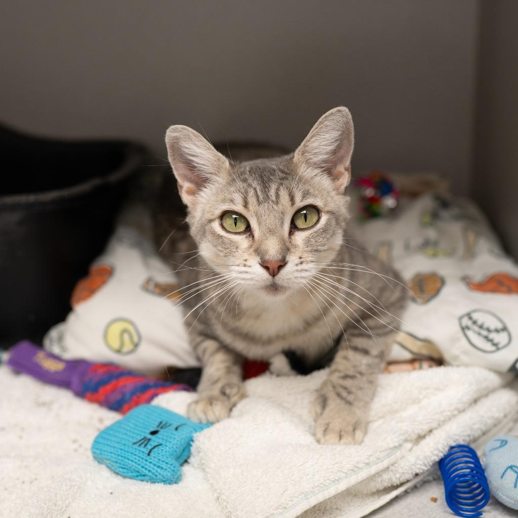 Enlarge Fantine, a Adoptable Extra-Toes Cat / Hemingway Polydactyl in Los Angeles, CA image 2/6